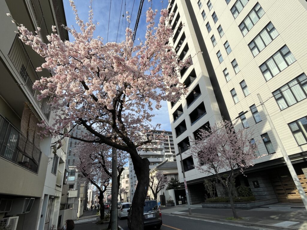 桜も満開♪